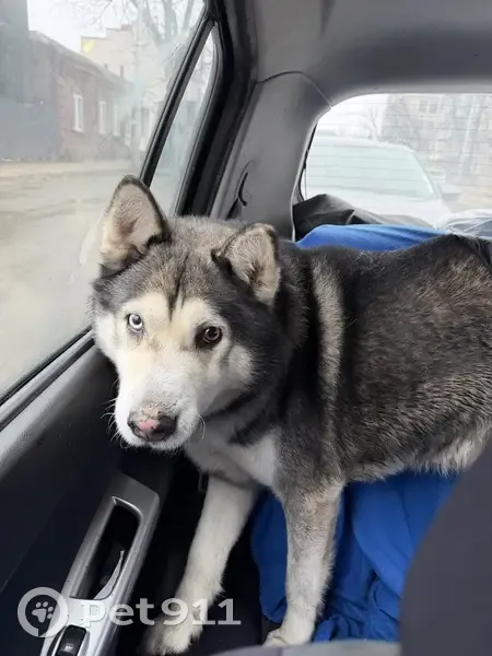 Найден собака, улица имени Володи Головатого, 313, Краснодар - хаски с разноцветными глазами - photo