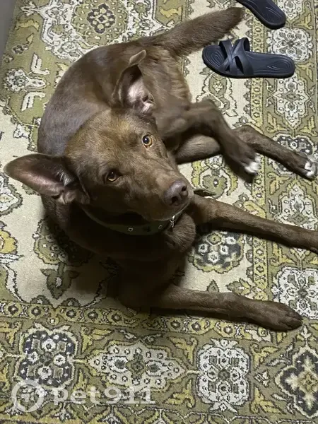 Пропал собака, сельское поселение Верхняя Подстёпновка, Самарская область - зелёный ошейник - photo