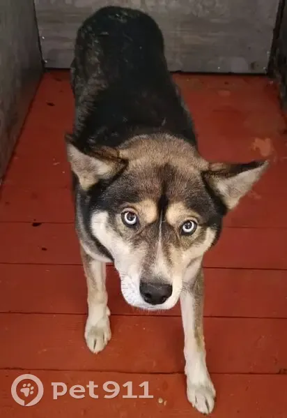 Пропал собака, мужской, Софийский переулок, Чигири - хаски с голубой биркой - photo