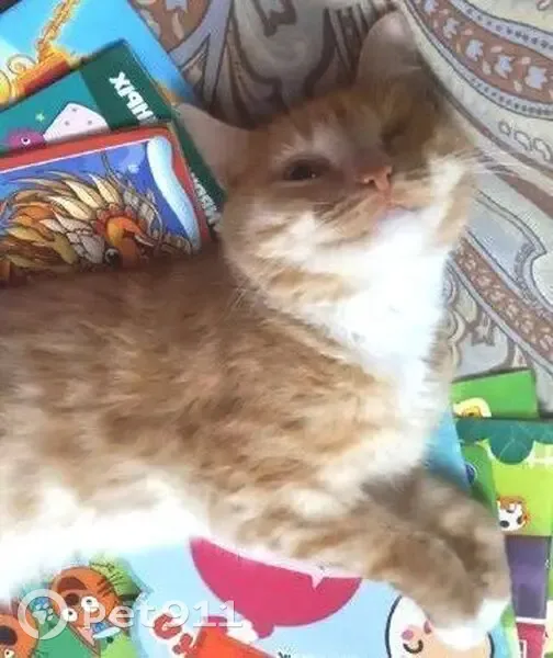 Пропал кот, Вокзальная улица, 33, Чайковский - светло рыжий с белым животом - photo