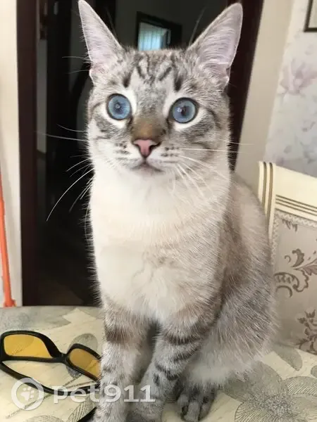 Пропал кот, Троицкая улица, Краснодар - окрас серо-белый - photo