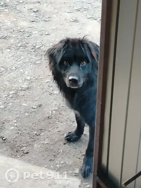 Найдена собака, СНТ Резинщик, Новопоселеновский сельсовет - молодая и игривая - photo