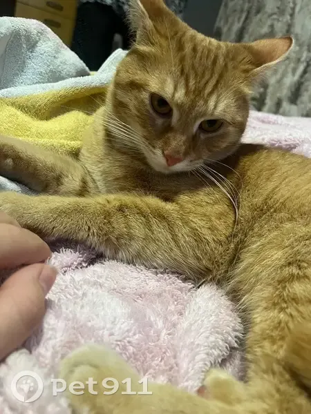 Пропала кошка, Солнечная улица, Московский, Москва - photo