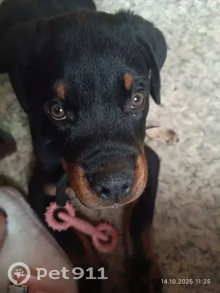 Пропала собака, улица Рихарда Зорге, 32, Тула - коричневый окрас - photo