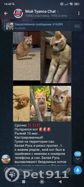 Пропал кот, переулок Строителей, Кривенковское - персиковый цвет - photo