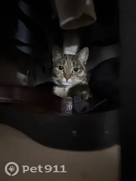 Пропала кошка, улица Степана Злобина, 34/1, Уфа - карие глаза, в жёлтом ошейнике - photo