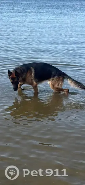 Пропал собака, Замьяны, Астраханская область - не агрессивный кобель - photo