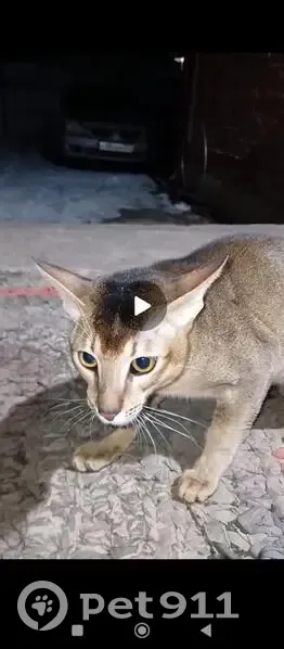 Пропал кот, Клеверная улица, 18, Краснодар - помесь абиссинской и ориентальной породы - photo
