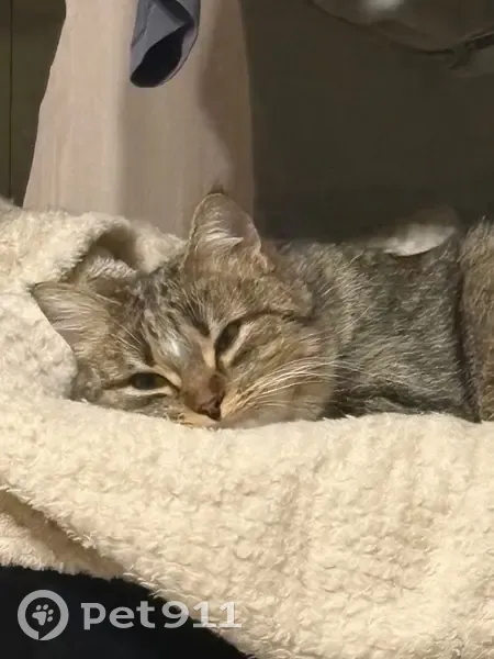 Пропала кошка, улица Курчатова, 22, городской округ Воткинск - белый клочок шерсти на лбу - photo