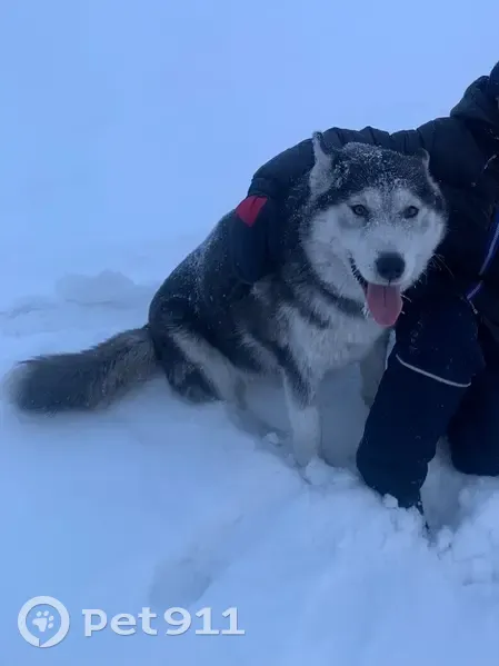 Пропала собака, Российская улица, 70, Абакан - взрослая хаски с белой шерстью - photo