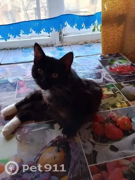 Пропал кот, улица Правды, 8, Весьегонск - с коротким хвостиком - photo