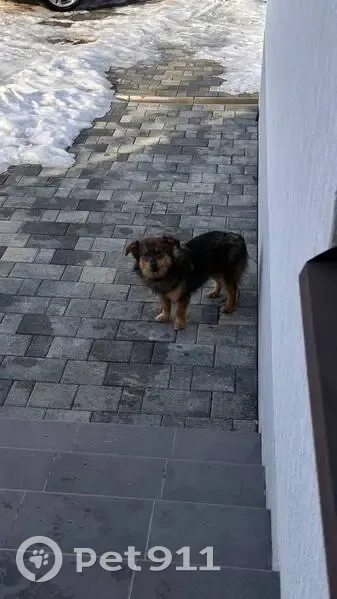 Пропал собака, Абинск, Краснодарский край - молодой, черный с коричневым окрасом - photo