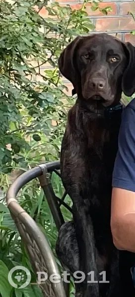 Пропала собака, улица КИМа, Ростов-на-Дону - девочка шоколадного окраса - photo