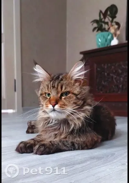 Пропал кот, улица Некрасова, Ахтырское - кастрированный мейн-кун - photo