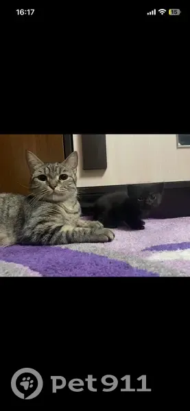 Пропала кошка, Лагерная улица, 20, городской округ Тамбов - photo