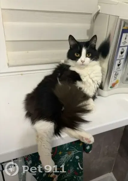 Пропал кот, Оружейная улица, 56, Тула - очень добрый и пугливый - photo