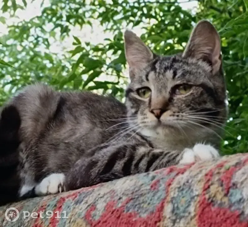 Пропала кошка, мужской пол, Союзная улица, 4, Уфа - нуждается в лечении - photo