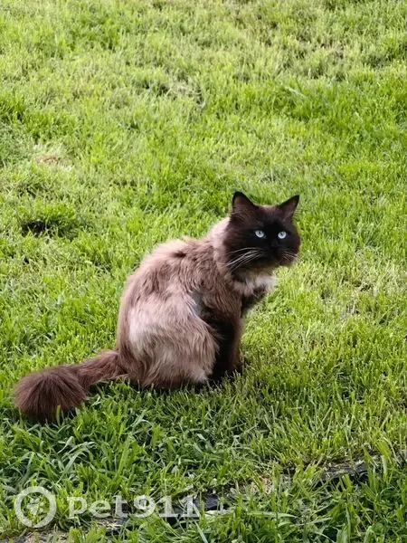 Пропал кот, Весенняя улица, 8, Анапа - порода Невская маскарадная - photo