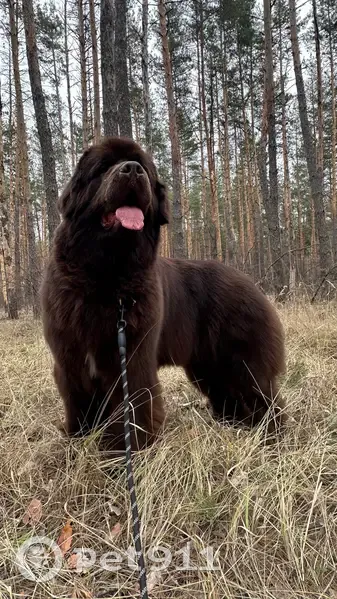 Пропала собака, улица Макаренко, 9, Тула - шоколадный ньюфаундленд, очень добрая девочка - photo