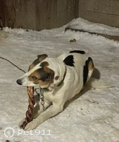 Пропала собака, проспект Ильгама Шакирова, 10, Казань - белый в пятнистый окрас и ошейник - photo