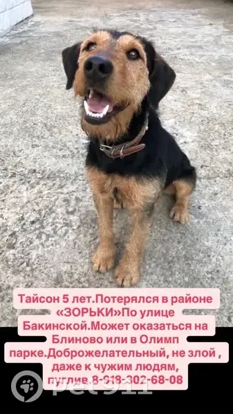 Пропал собака, Бакинская улица, Сочи - ягдтерьер с красно-коричневым ошейником - photo