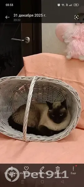 Пропал кот, Зональная Станция, Томская область - откликается на кличку Персик - photo