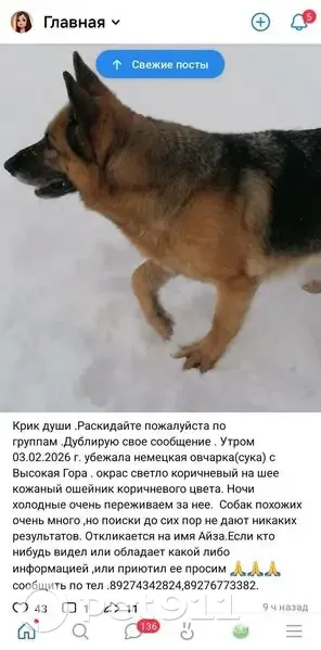 Пропала собака, Казань, Татарстан - photo