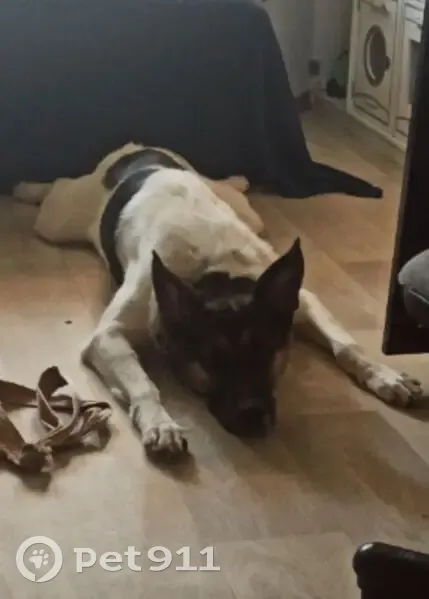 Пропал собака, Екатеринбург, Свердловская область - белый окрас с чёрными пятнами - photo