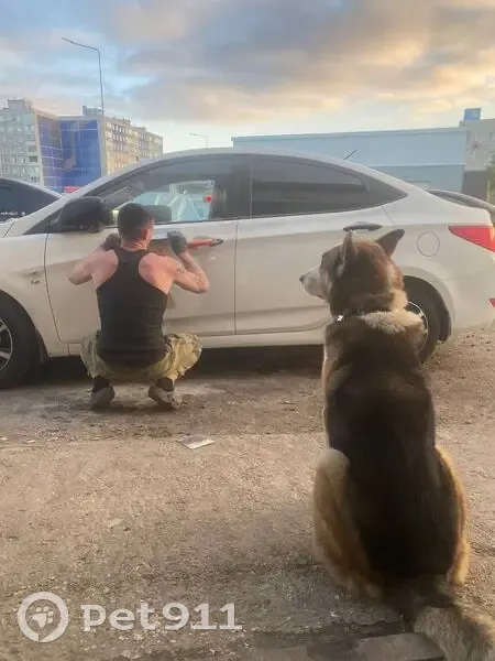 Пропала собака, Кооперативная улица, 4 к7, Мурманск - метис хаски, голубые глаза - photo