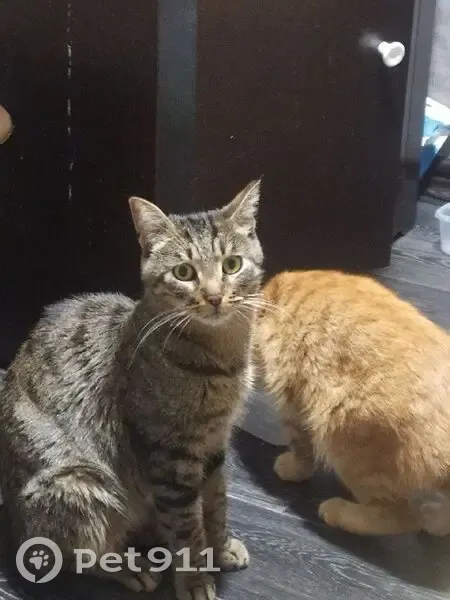 Пропала кошка, Грузинский переулок, 9, Хабаровск - серая в полоску, кличка Мая - photo