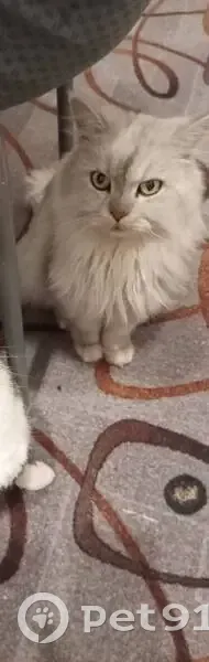 Пропал кот, Киевская улица, 2, Магнитогорск - откликается на кличку, ласковый - photo