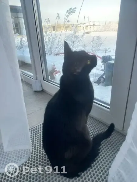 Пропала кошка, Холмогоровка, Калининградская область - черная шерсть, ярко-желтые глаза - photo