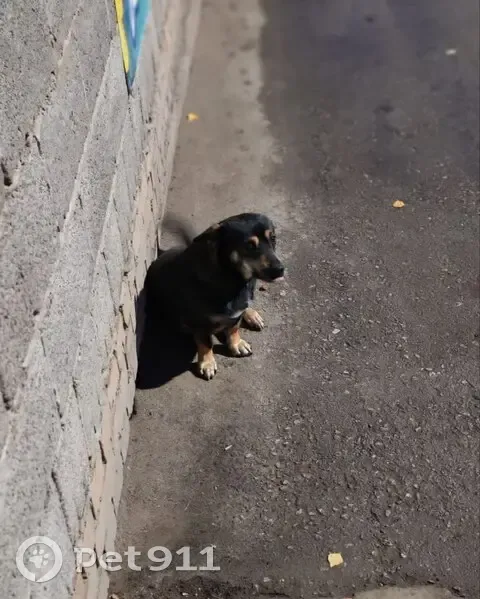 Пропал собака Марик, Самара, Самарская область - дружелюбный и безобидный - photo