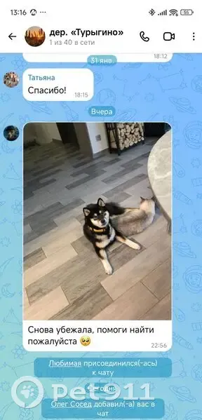 Пропала собака, Молодёжная улица, 2, Некрасовское сельское поселение - чёрно подпалая, ласковая - photo