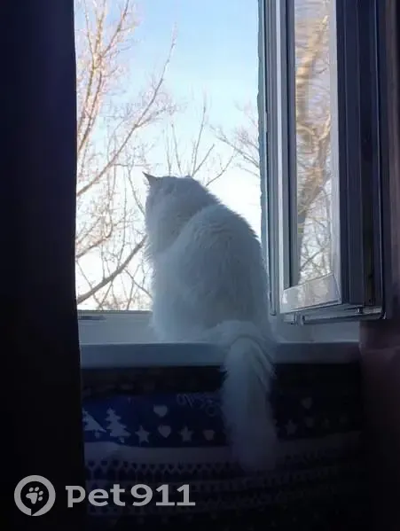 Пропала кошка, Луговая улица, 7, Омск - белоснежная, зелёные глаза - photo