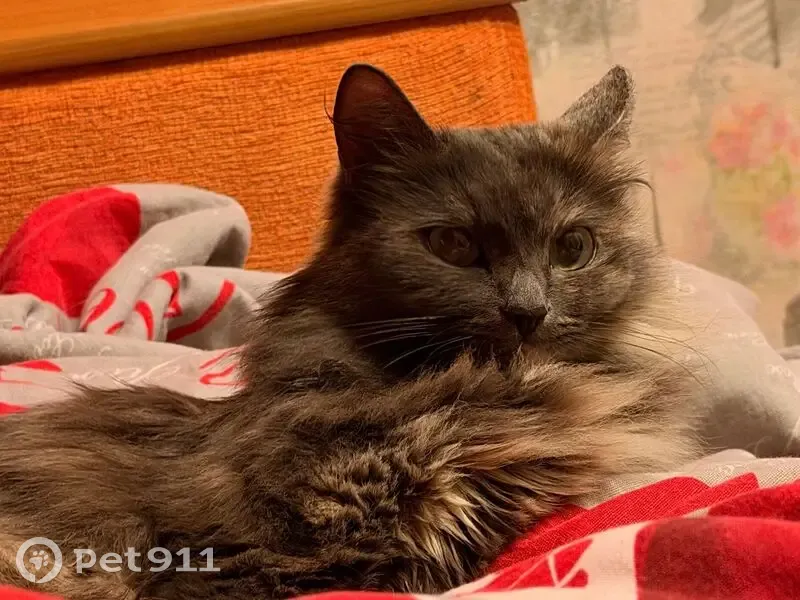 Пропала кошка, женский пол, Октябрьская улица, 10, Тотьма - пушистая с ярко-зелеными глазами - photo