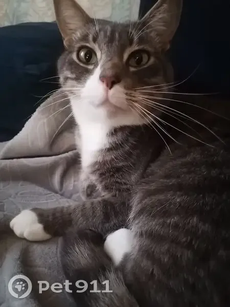 Пропал кот, улица Кутузова, Правдинск - photo