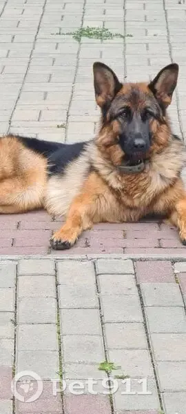 Пропала собака, Платоновская улица, Челябинск - девочка 4 года, стерилизованная - photo