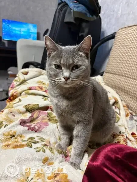 Пропала кошка, Халтуринский переулок, 214, Ростов-на-Дону - небольшая и пугливая - photo