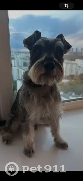 Пропал собака, улица Маршала Катукова, 24 к1, Москва - клеймо на животе - photo