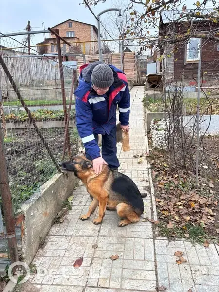 Пропала собака, Красноглинское шоссе, Самара - немецкая овчарка, дружелюбна - photo