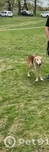 Пропала собака, женская, Махошевское сельское поселение, Краснодарский край - русская гончая с GPS ошейником - photo