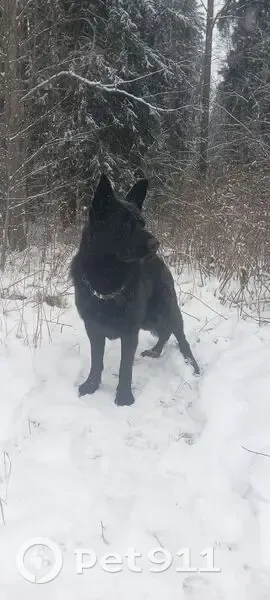 Пропал собака, Красницы (гатчинский) - чёрный немец на поводке - photo