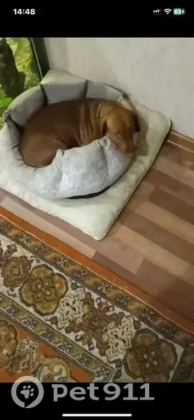 Пропала собака, Девонская улица, Нижняя Мактама - коричневый окрас - photo