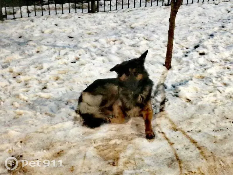 Пропал собака, район Главпочтампа, Саратов - кличка Малыш - photo