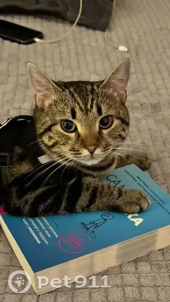 Пропал кот, улица Ульяновых, 11/1, Уфа - был в черной шлейке - photo