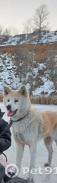 Пропала собака, улица Визирова, 13А, Новочеркасск - Акита Ину по кличке Тика - photo