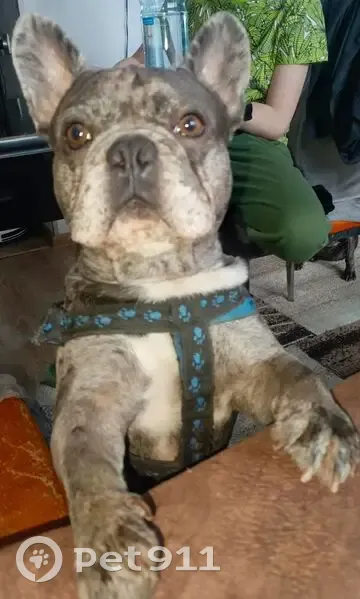 Пропал собака, Чита, Забайкальский край - окрас мерле, синее-черная шлейка - photo