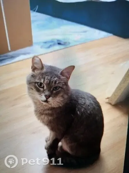 Пропал кот, 4-я Районная улица, 5, Уфа - серый окрас, поврежденное ухо - photo