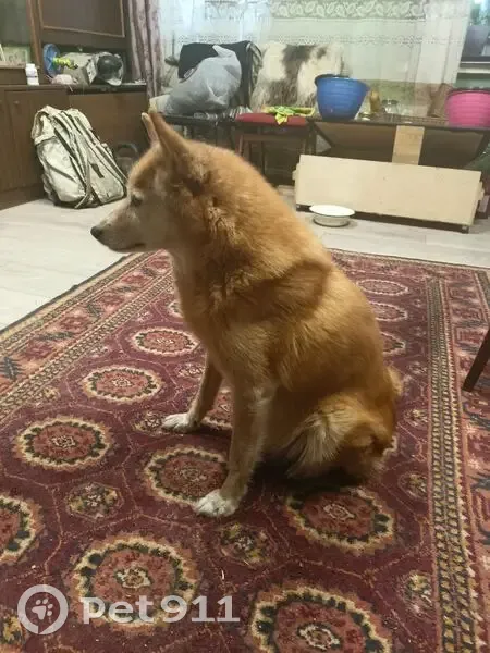 Пропала собака, 49Н-2019, Успенское сельское поселение, Успенское - кореллофинская лайка - photo